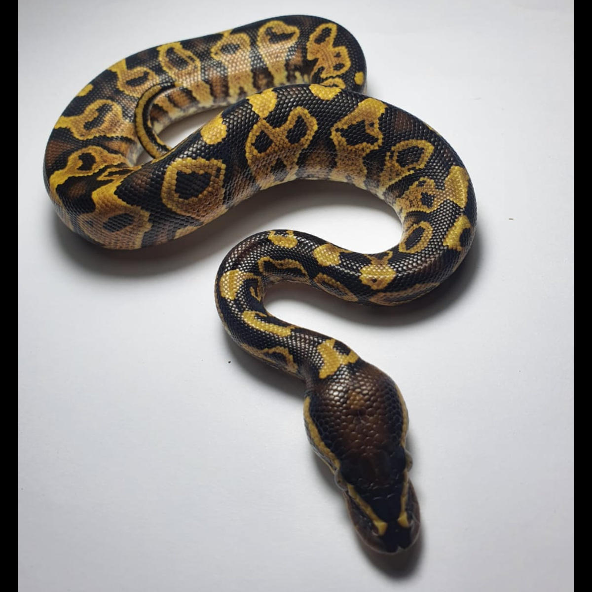 Yellow Belly (Male)